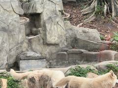 -深圳野生动物园
