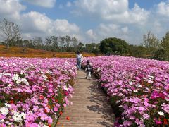 -花开海上生态园