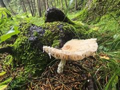 -塞罕坝国家级自然保护区