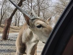-北京野生动物园