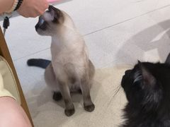 -藏猫猫咖啡主题馆(中央大道店)