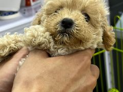 -中环花鸟鱼虫市场