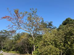 -霸王岭国家森林公园