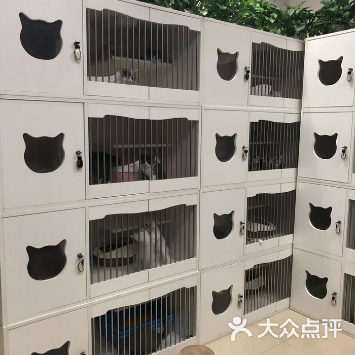 名猫宠物猫舍图片