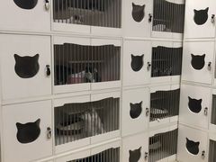 -东方名猫馆·英短金渐层布偶猫舍(环线广场1号楼店)