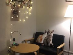 -豆老板的猫咖啡(碑林博物馆店)
