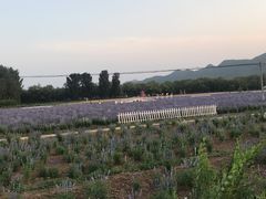 -北京东方普罗旺斯薰衣草庄园