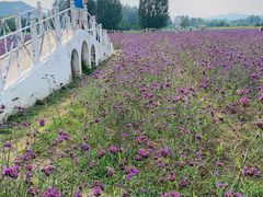 -北京东方普罗旺斯薰衣草庄园