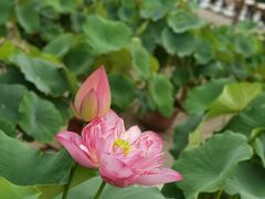 -莲花池公园