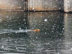 -敬亭山风景名胜区-弘愿寺