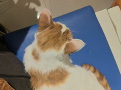 -平行世界·猫咖(首经贸店)