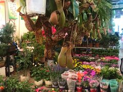 -双季花艺园艺市场(浦东店)