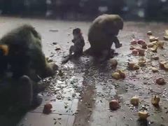 -秦皇岛野生动物园