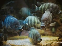 -上海海洋水族馆