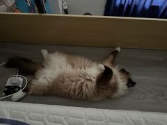 -瑞派康怡24h宠物医院·犬猫医疗中心·微创绝育(瑞景分院)