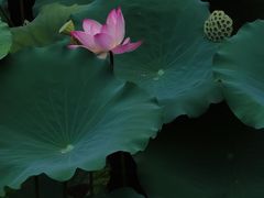 -荔湾湖公园
