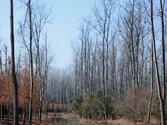 -合肥滨湖国家森林公园