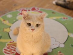-COLOR PETS 撸猫馆·购猫·猫咖(长风大悦城店)