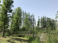-上海长兴岛郊野公园