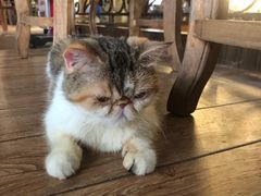 -more than meow吴止猫主题餐厅(承德 中船汇店)