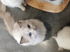 -瞄一喵猫咖(格力海岸店)