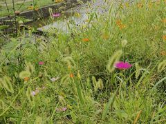 -桤木河湿地公园