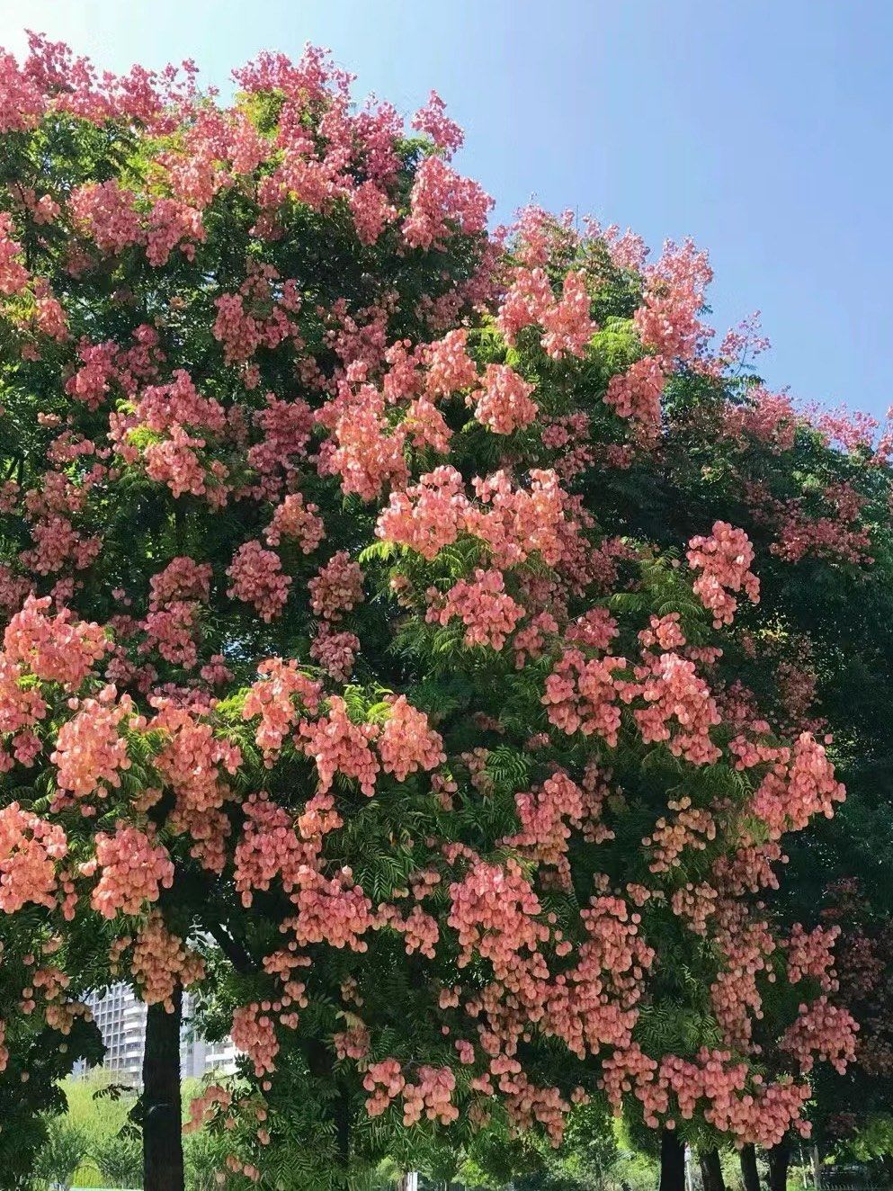 栾树花开,便是史铁生笔下的秋天啊🍂