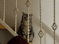 -瑞派宠物医院·犬猫全科·猫友好(宾水西道店)