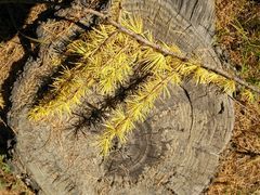 -塞罕坝国家级自然保护区