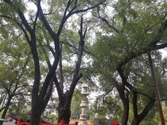 -大槐树寻根祭祖园