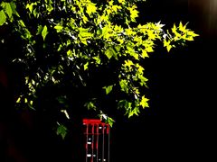 -巴厘龙虾·榜首油焖大虾(洞庭·艺术洋房店)