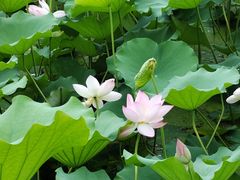 -荔湾湖公园
