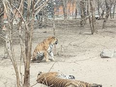 -北京野生动物园