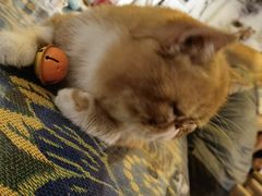 -平行世界·猫咖(首经贸店)