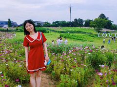 -大塘金香草谷
