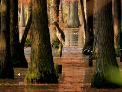 -白鹭湾湿地公园