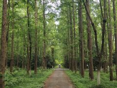 -东平国家森林公园