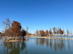 -贡湖湾湿地公园