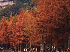 -重庆彩云湖湿地公园