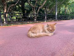 -大兴滨河森林公园