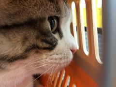 -美联众合动物医院(·中兽医·疑难杂症·严家桥分院)