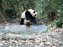 -成都大熊猫繁育研究基地