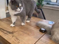 -猫小院猫主题咖啡厅(北锣店)