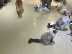 -藏猫猫咖啡主题馆(中央大道店)