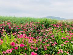 -光明小镇欢乐田园