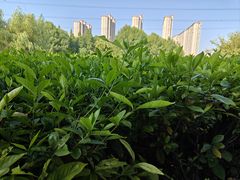 -九里河湿地公园