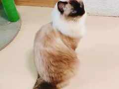 -猫在这儿猫咪咖啡馆·撸猫馆