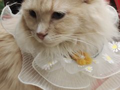 -安格丽娜·狗咖·猫咖羊驼咖(春熙路百盛商场店)