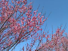-花开海上生态园