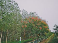 -合肥滨湖国家森林公园